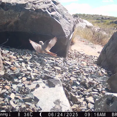 A photograph of a Pallas's cat from Kiikbai camera trap