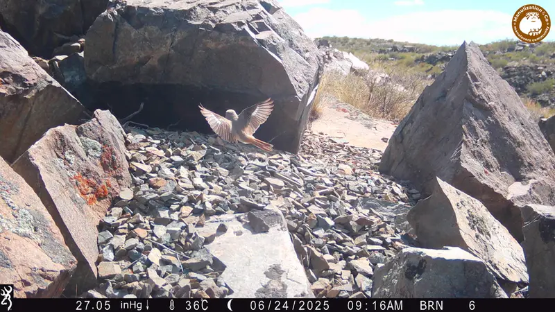 A photograph of a Pallas's cat from Kiikbai camera trap