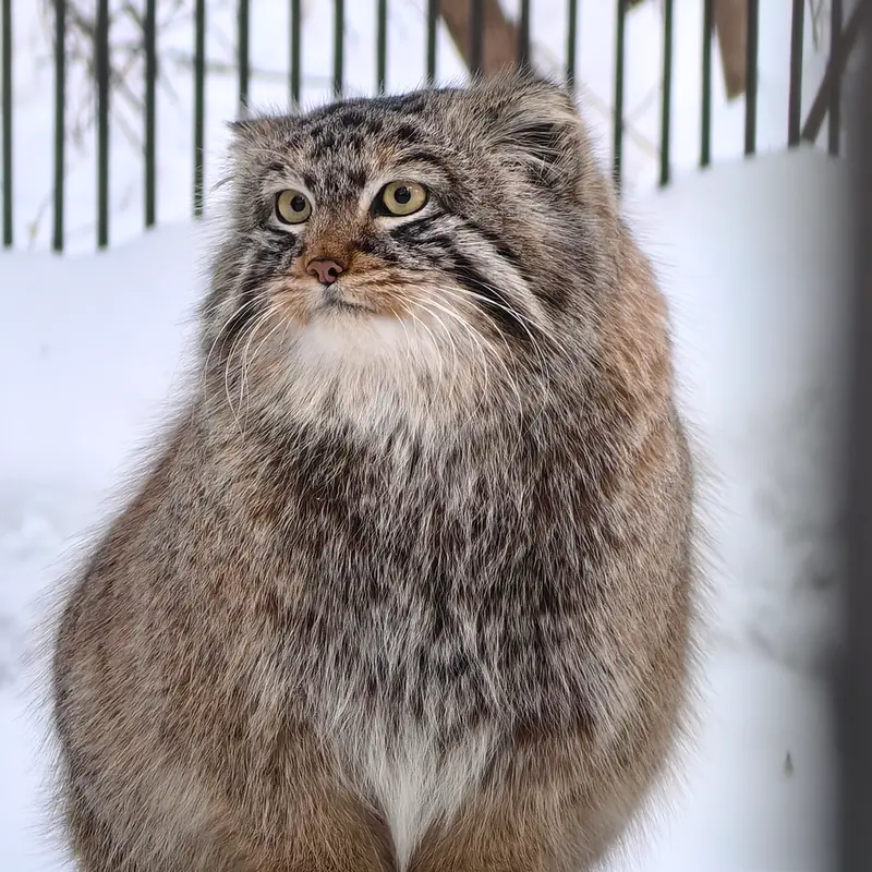 A photograph of Son of Lolo 2024 Ⅵ in Novosibirsk Zoo