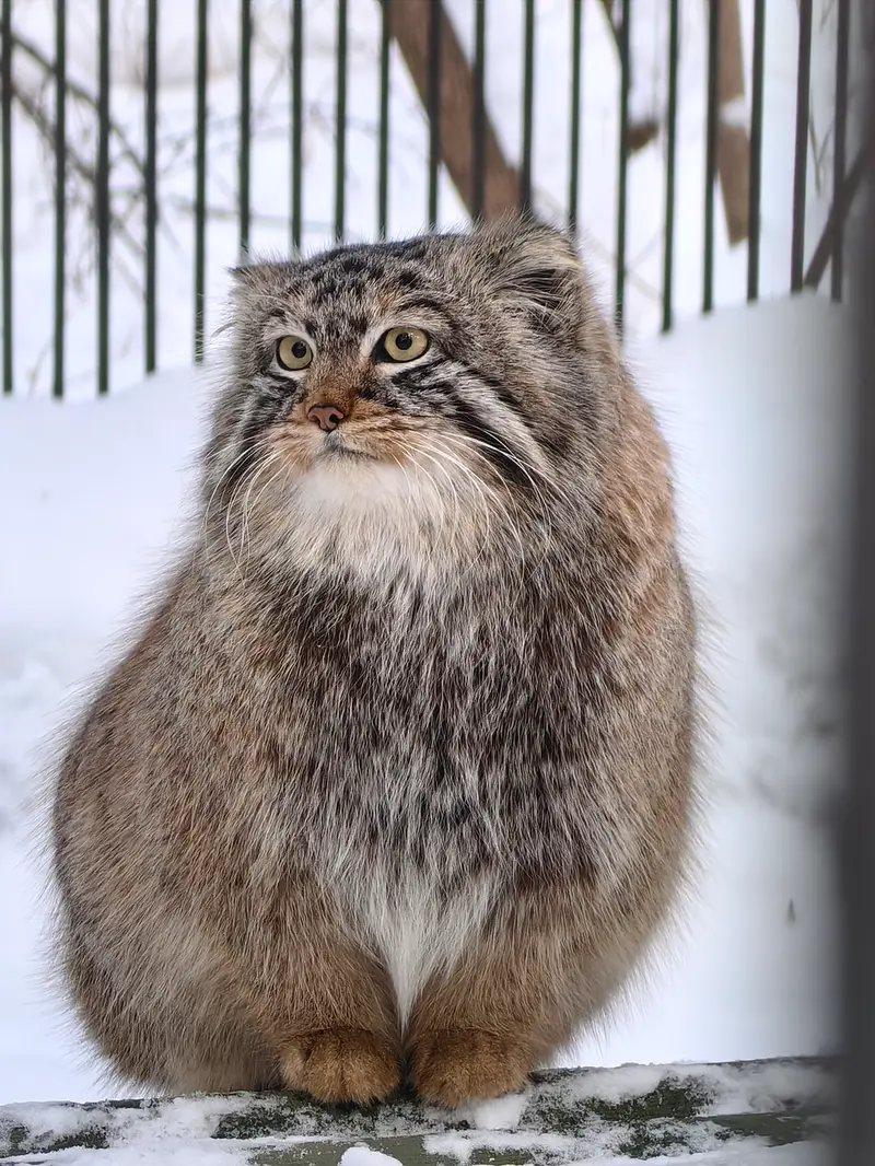 A photograph of Son of Lolo 2024 Ⅵ in Novosibirsk Zoo