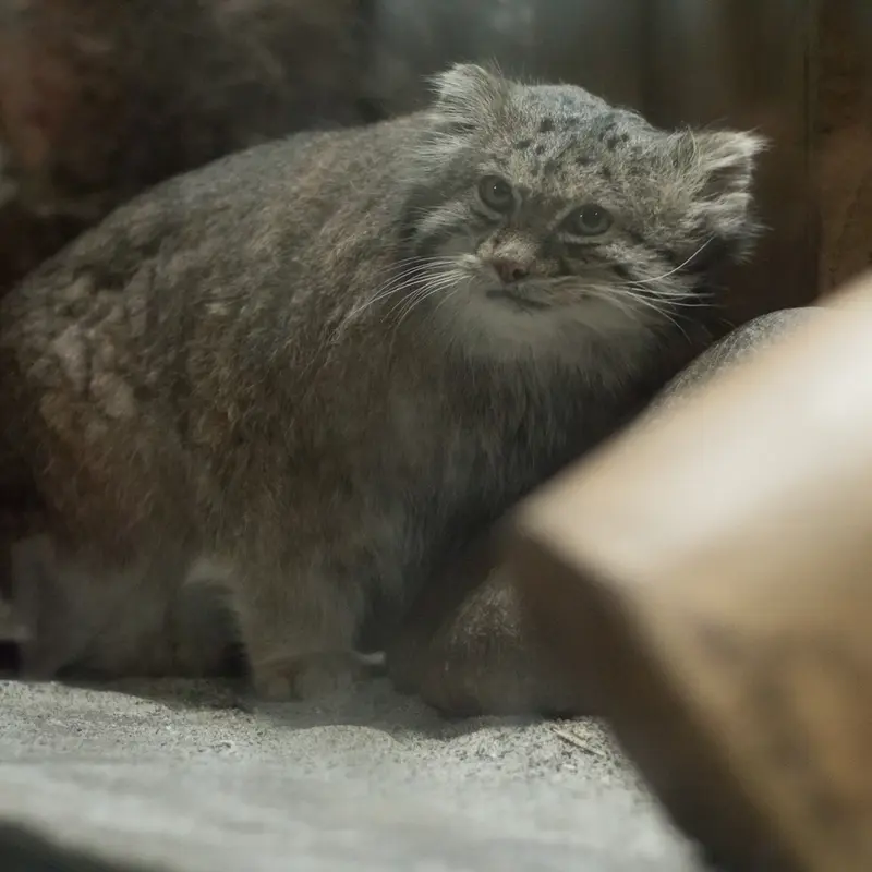 A photograph of Klyon in Ueno Zoological Gardens