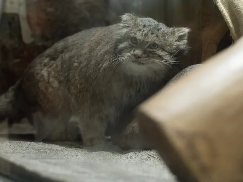 A photograph of Klyon in Ueno Zoological Gardens