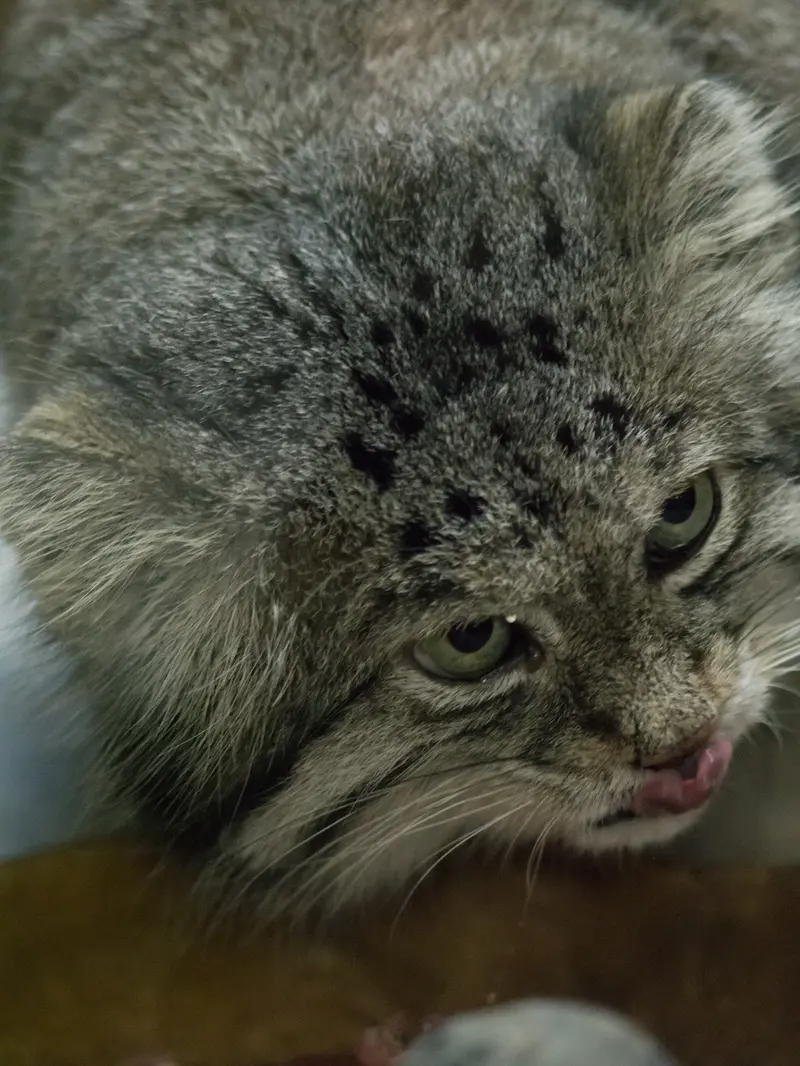 A photograph of Klyon in Ueno Zoological Gardens