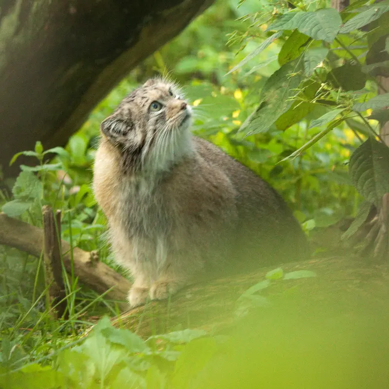 A photograph of a Pallas's cat