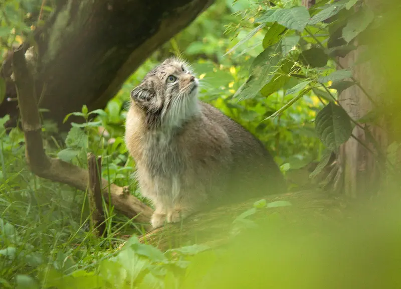 A photograph of a Pallas's cat