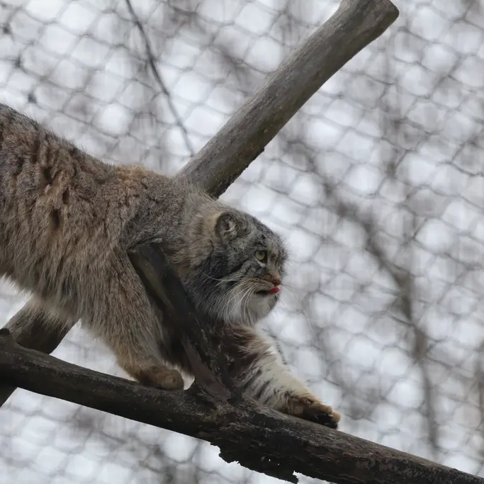 A photograph of Arkas in Korkeasaari Zoo