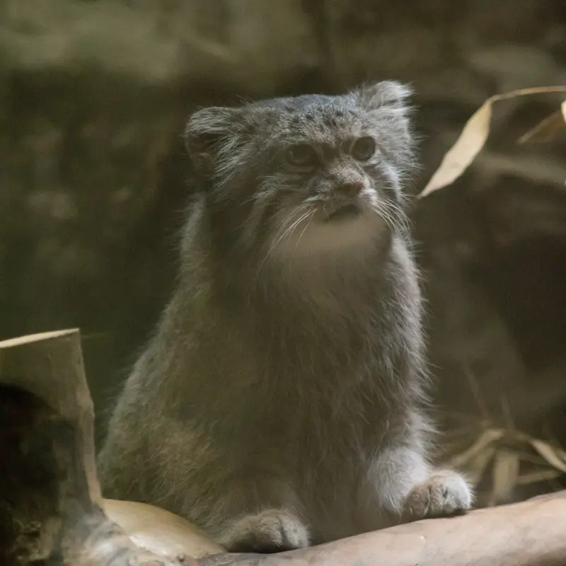A photograph of Klyon in Ueno Zoological Gardens