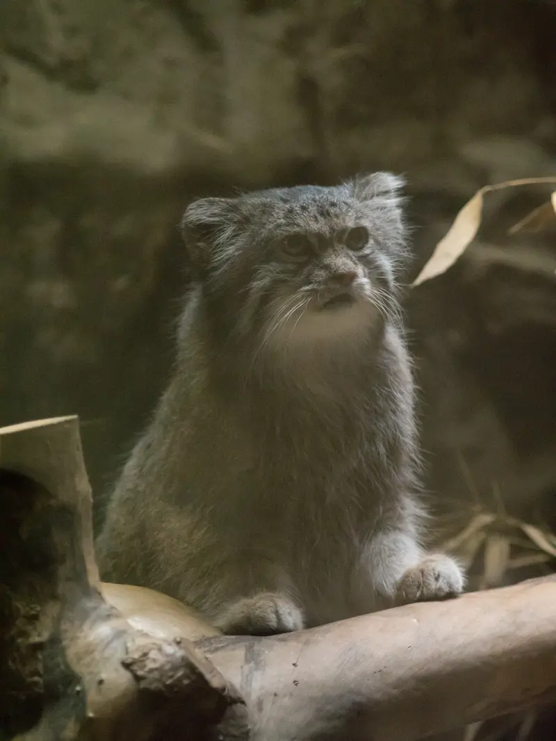 A photograph of Klyon in Ueno Zoological Gardens