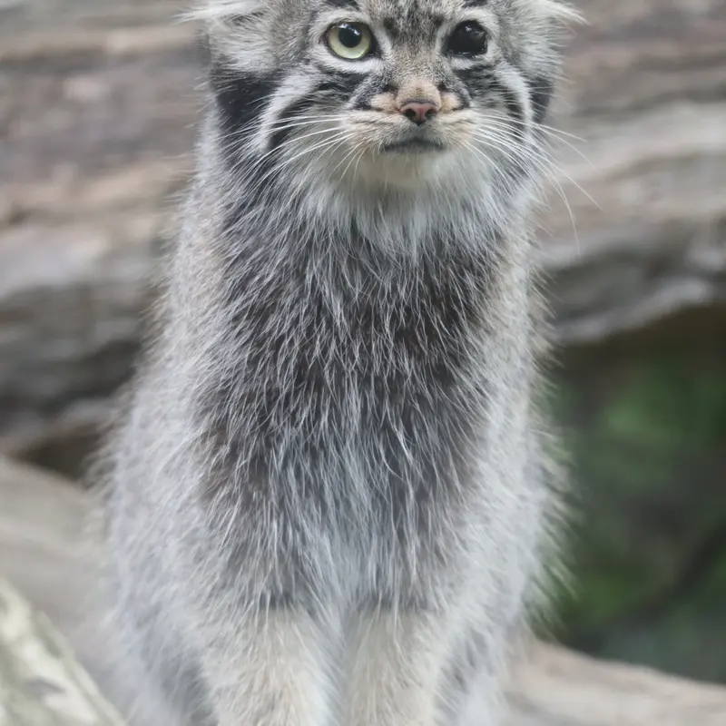 A photograph of Abrikos in Nasu Animal Kingdom