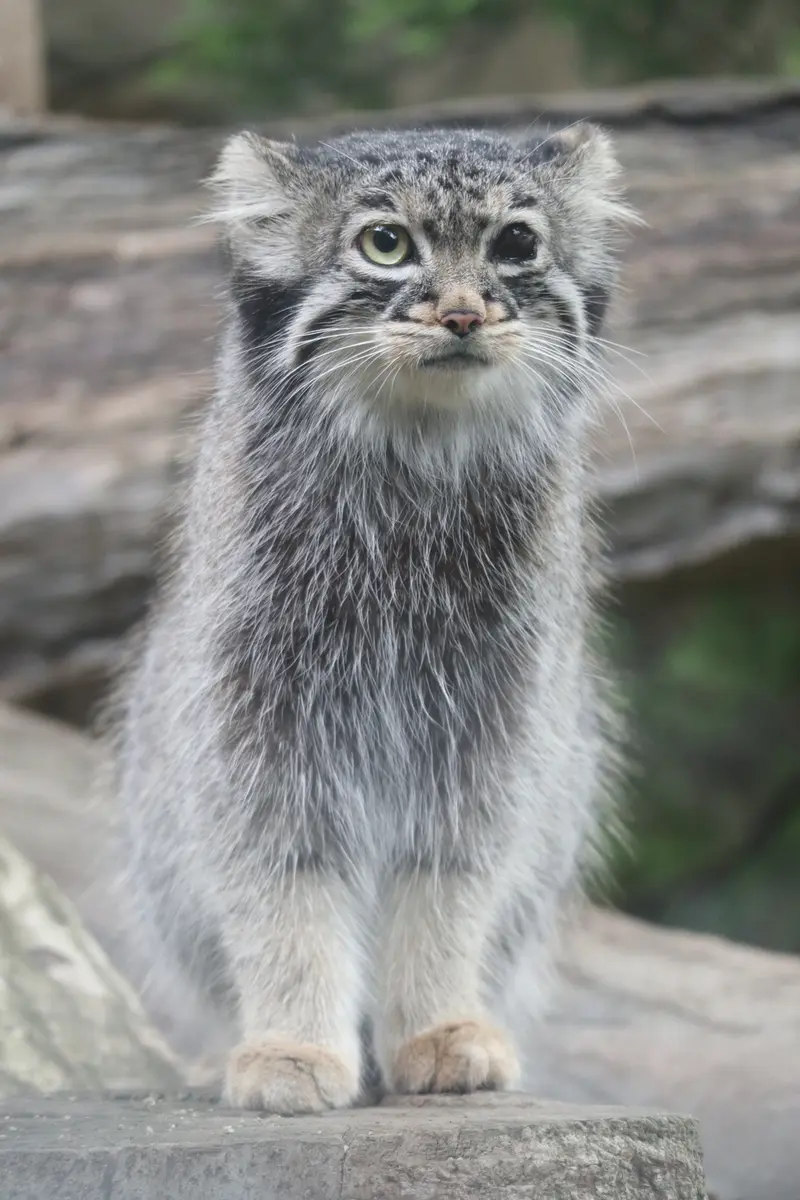 A photograph of Abrikos in Nasu Animal Kingdom