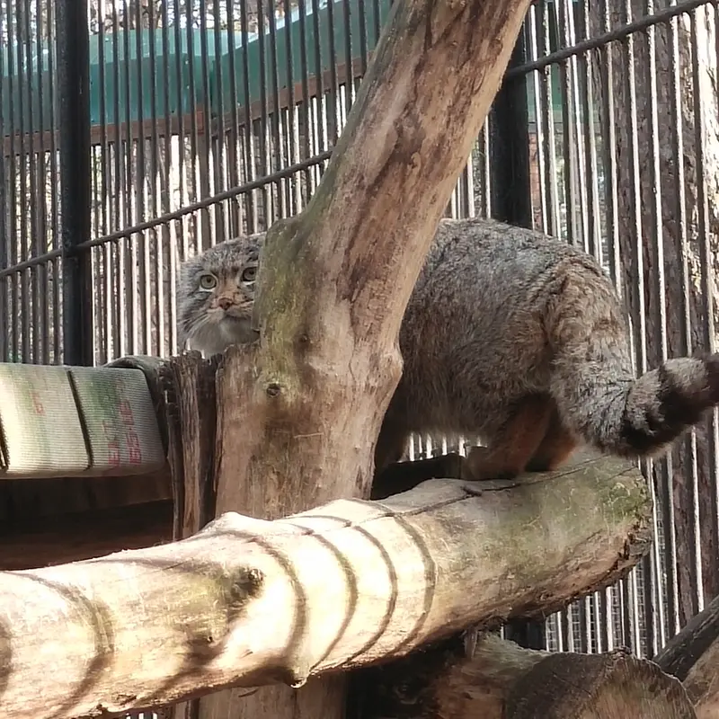 A photograph of Grey in Novosibirsk Zoo