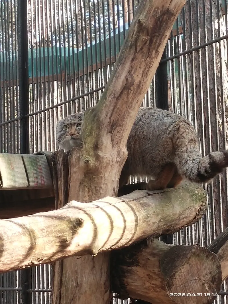 A photograph of Grey in Novosibirsk Zoo