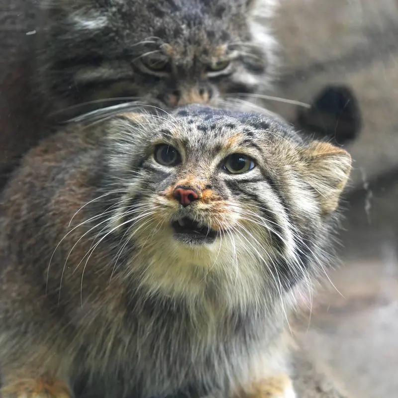 A photograph of Az and Nar in Kobe Animal Kingdom