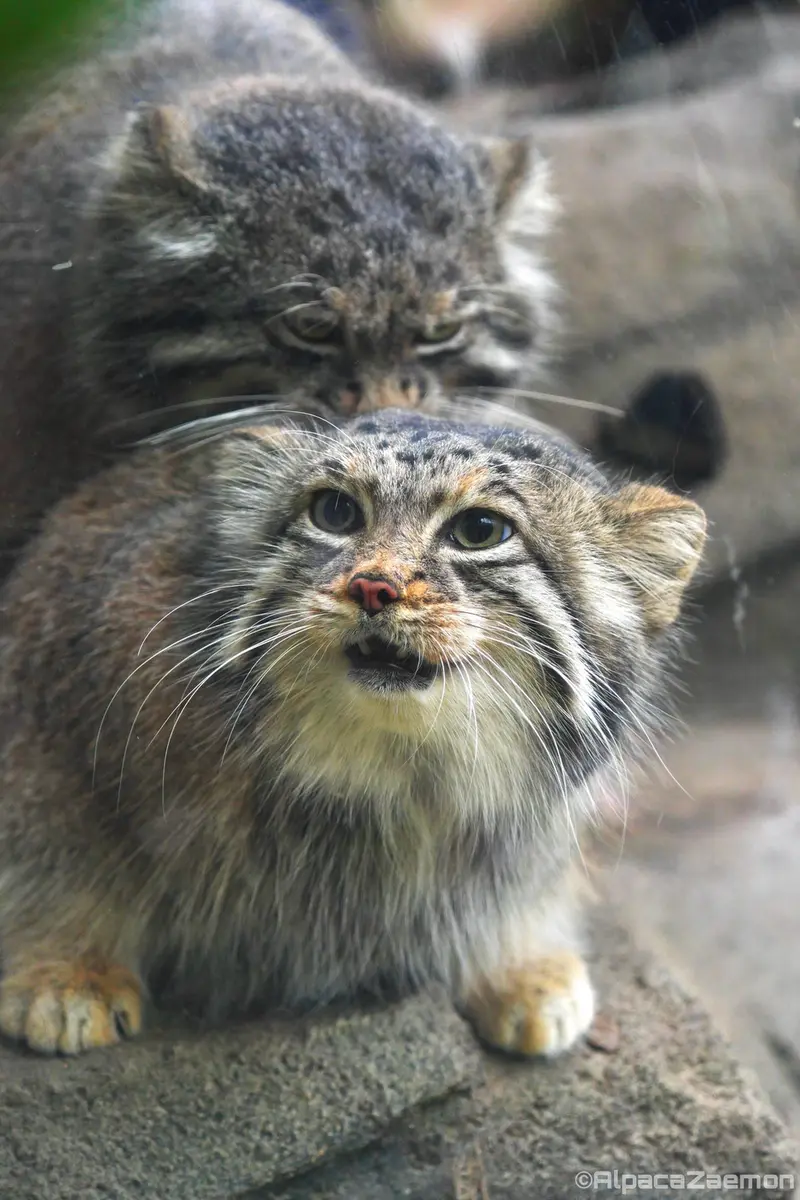 A photograph of Az and Nar in Kobe Animal Kingdom