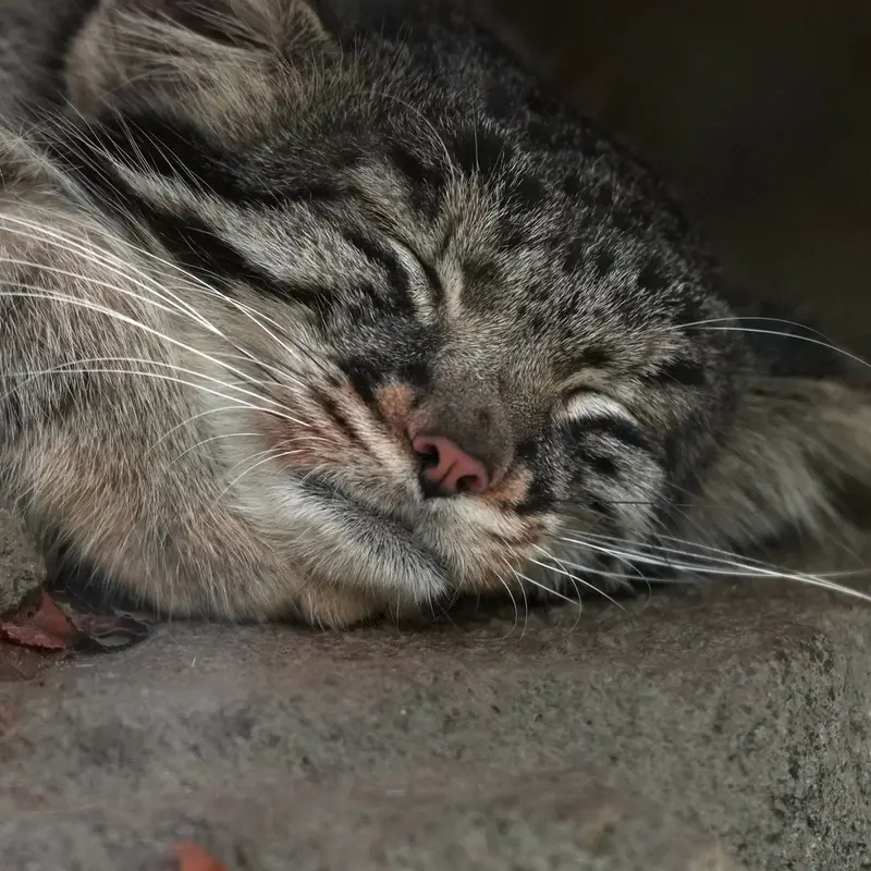 A photograph of Mei in Kobe Animal Kingdom