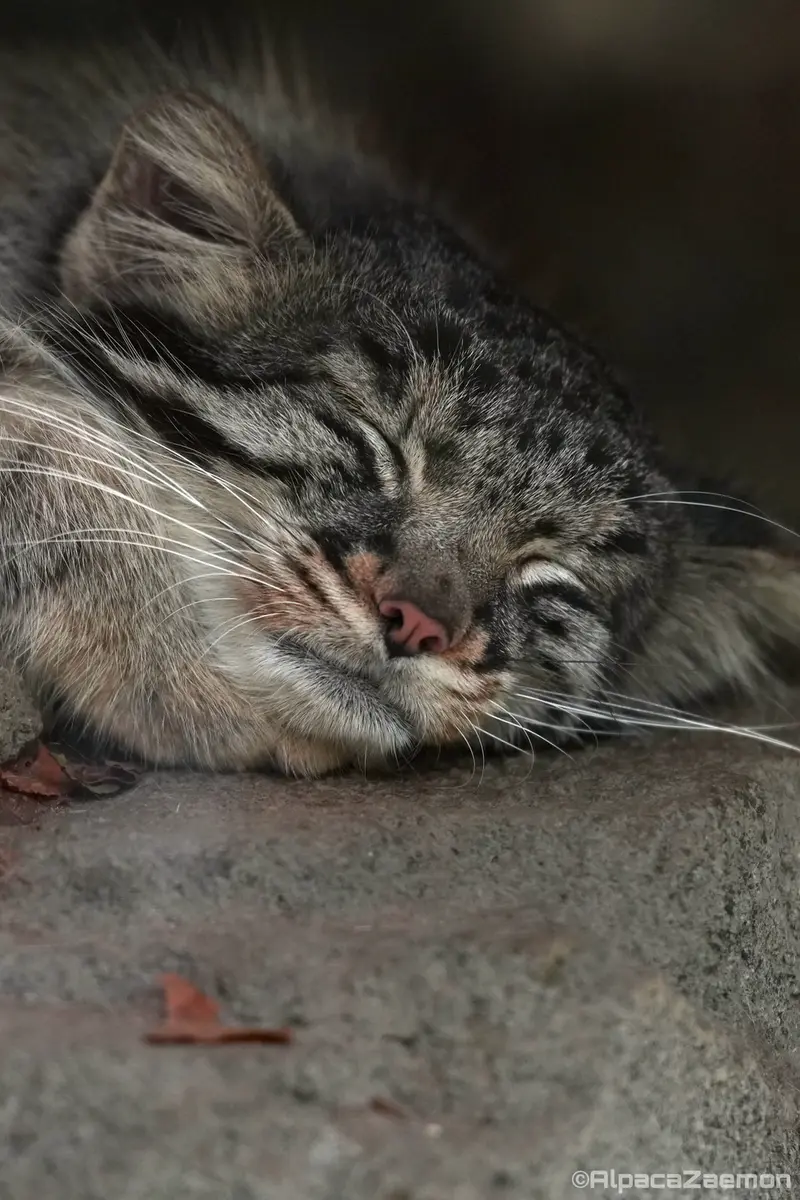 A photograph of Mei in Kobe Animal Kingdom