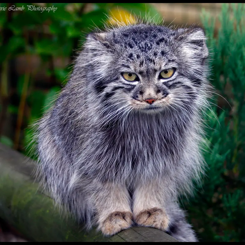 A photograph of Tula in The Big Cat Sanctuary