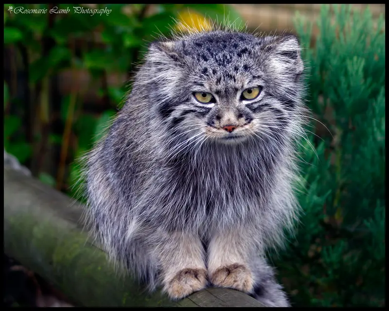 A photograph of Tula in The Big Cat Sanctuary