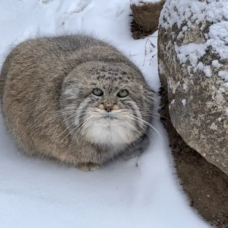 Mushdog the Pallas's cat from Cincinnati Zoo