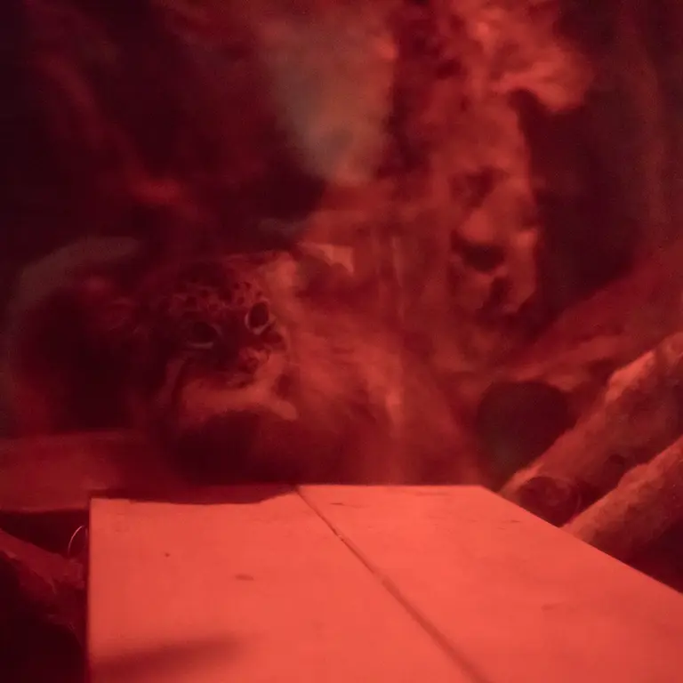 A photograph of Naim in Ueno Zoological Gardens