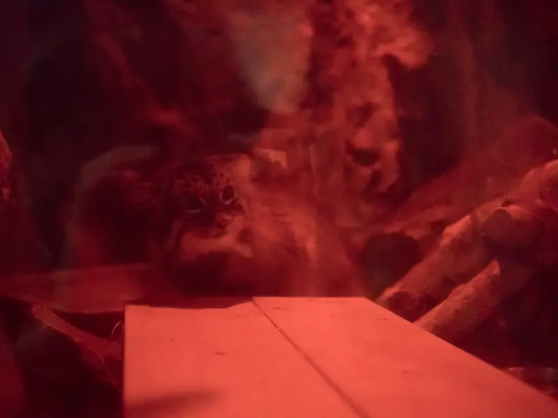 A photograph of Naim in Ueno Zoological Gardens