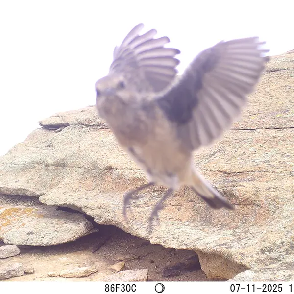 A photograph of a Pallas's cat from Bektauata 1 camera trap