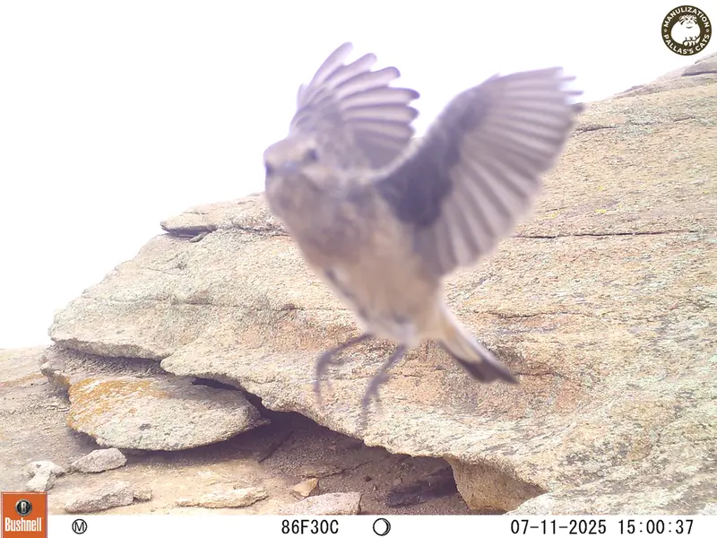 A photograph of a Pallas's cat from Bektauata 1 camera trap
