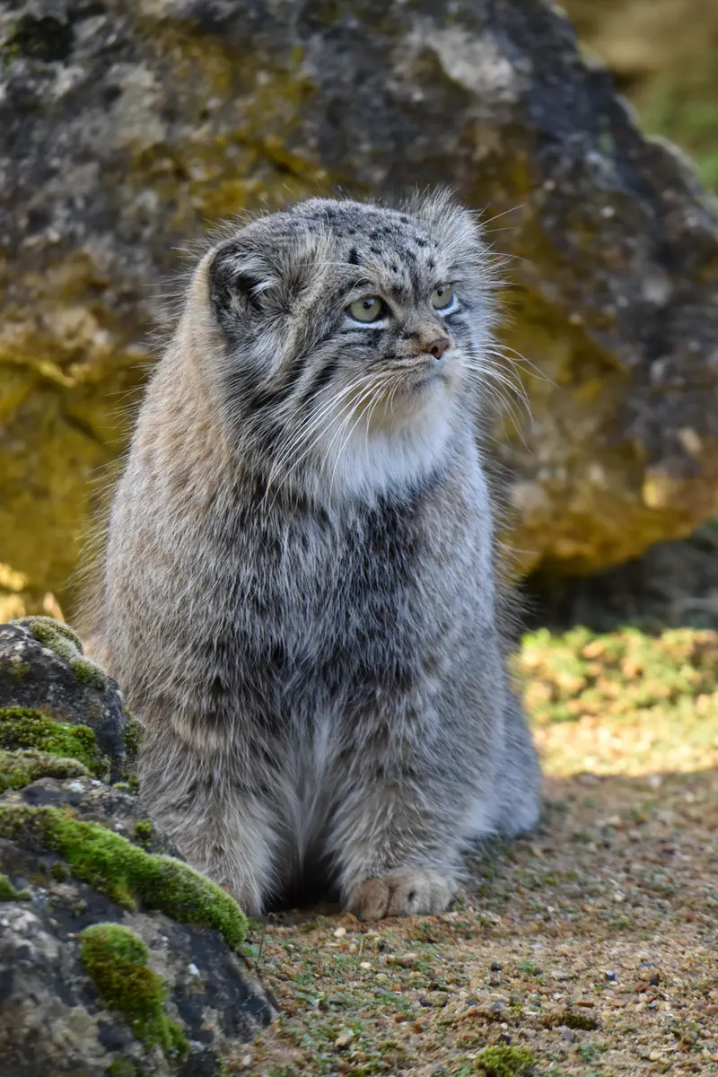 A photograph of Atlan in Port Lympne Wild Animal Park