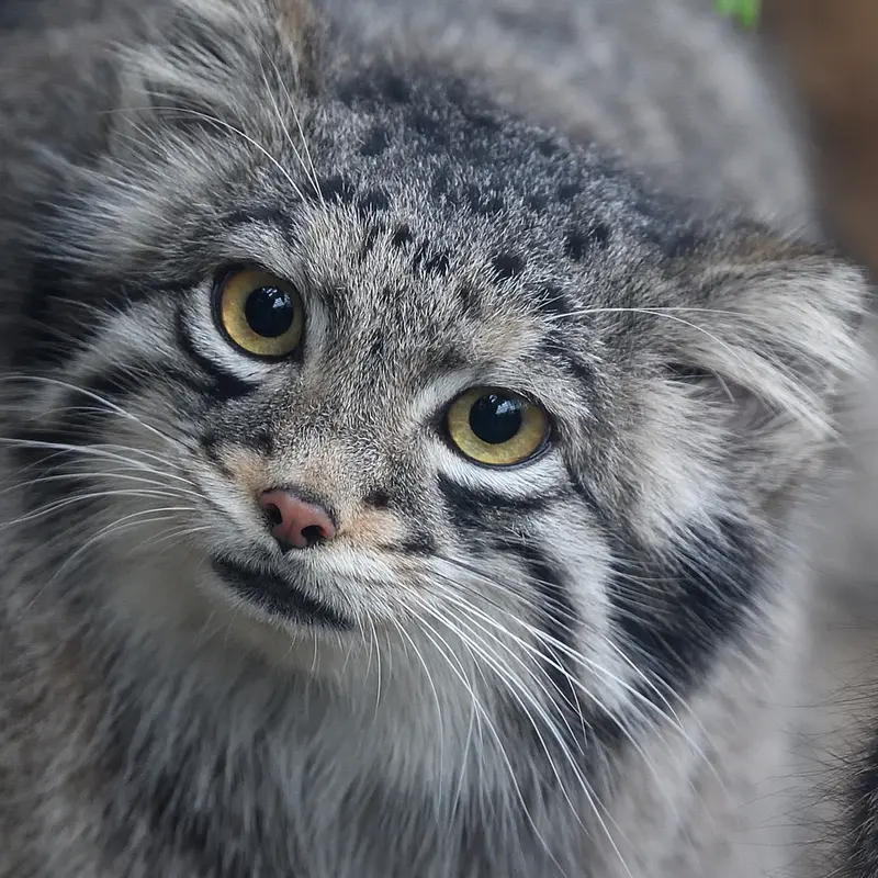 A photograph of Oto in Kobe Animal Kingdom