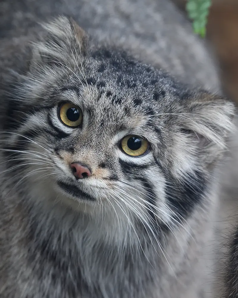 A photograph of Oto in Kobe Animal Kingdom