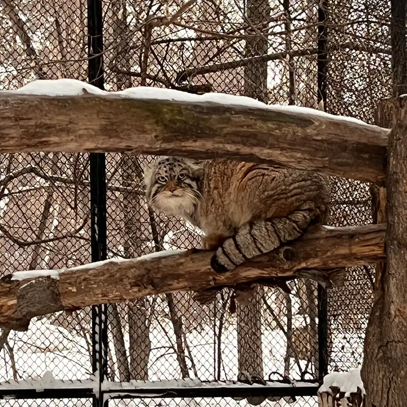 A photograph of a Pallas's cat