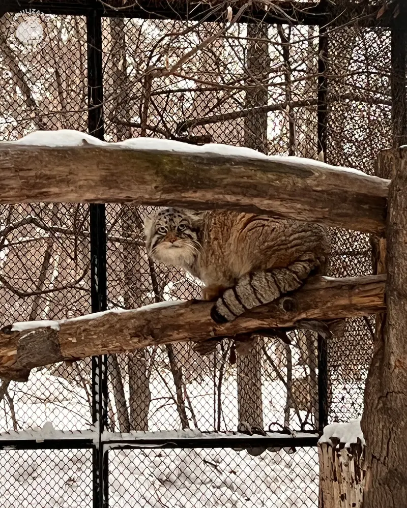 Classic: Zhora on a Tree! 😄