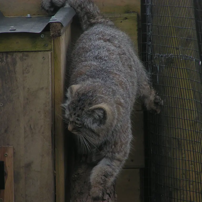 A photograph of Altai in The Lakeland Wildlife Oasis