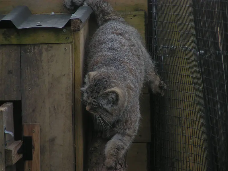 A photograph of Altai in The Lakeland Wildlife Oasis
