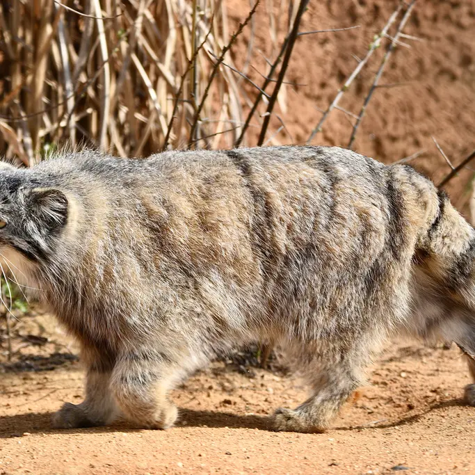 A photograph of Prinsessa in Prague Zoo