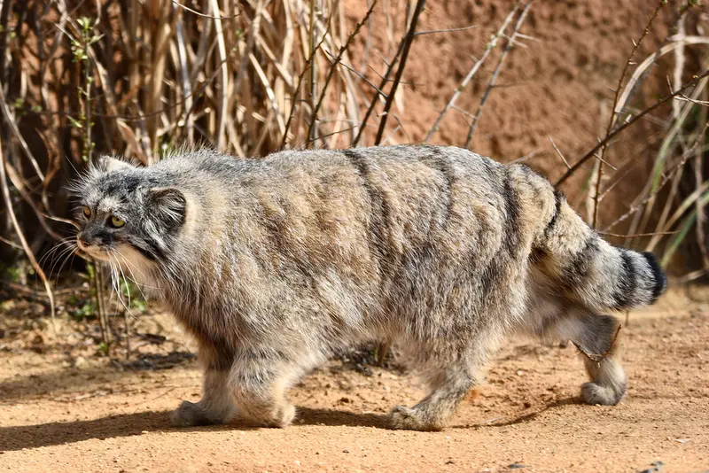 A photograph of Prinsessa in Prague Zoo
