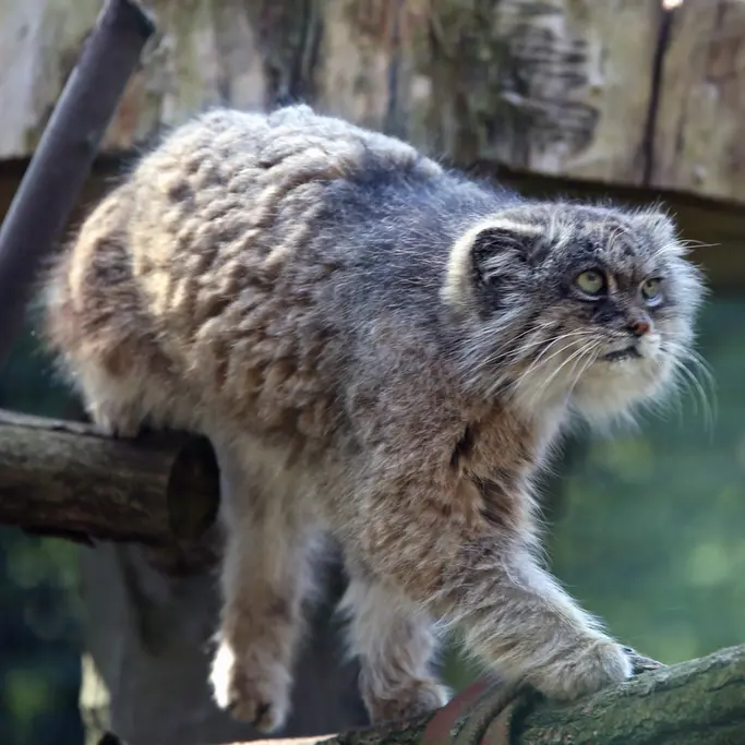 A photograph of Pazzo in Łódź Zoo