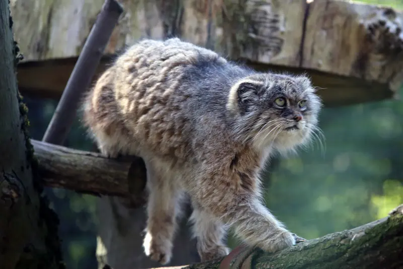 A photograph of Pazzo in Łódź Zoo