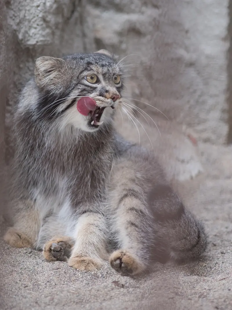 A photograph of Figa in Nogeyama Zoo