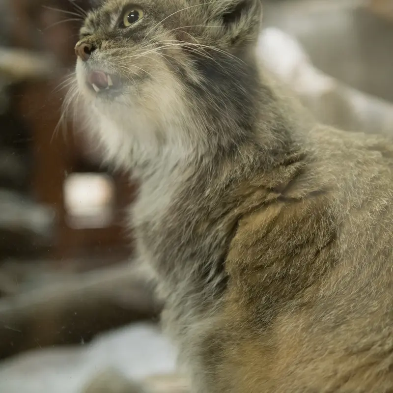 A photograph of Primula in Ueno Zoological Gardens