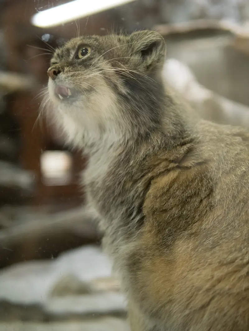 A photograph of Primula in Ueno Zoological Gardens
