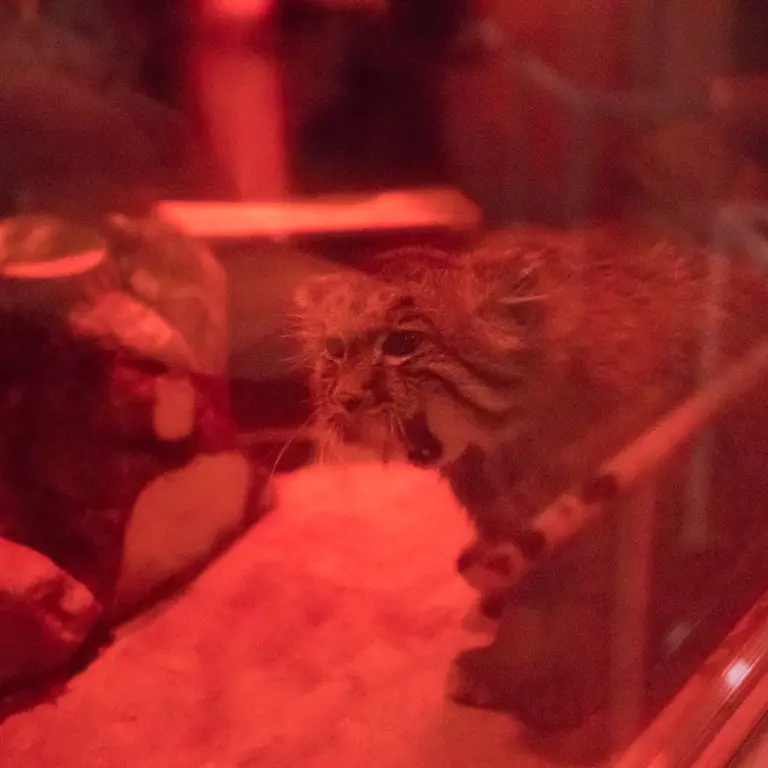 A photograph of Naim in Ueno Zoological Gardens