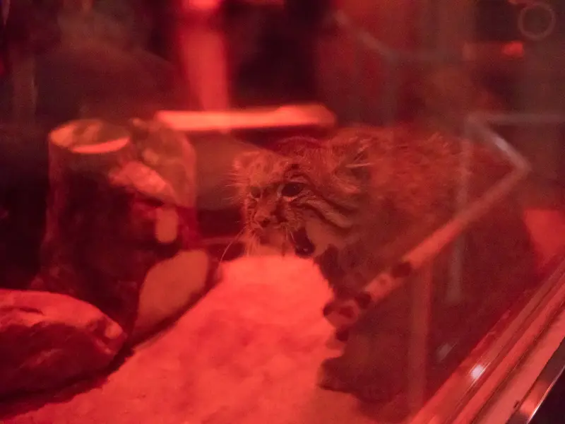 A photograph of Naim in Ueno Zoological Gardens