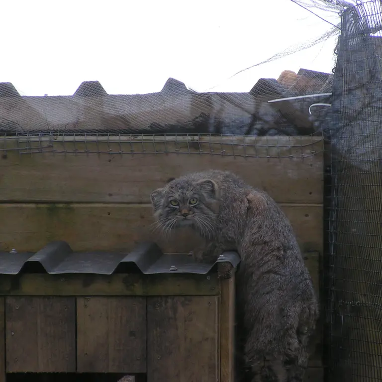 A photograph of Altai in The Lakeland Wildlife Oasis