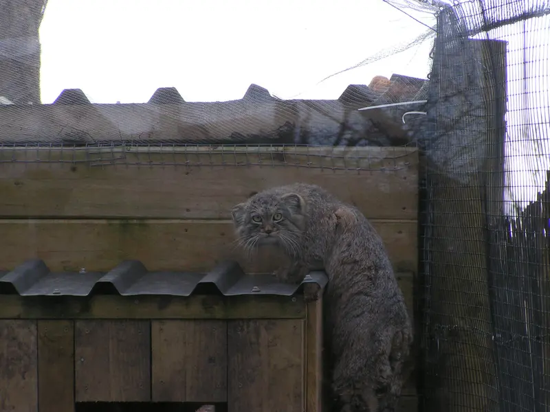 A photograph of Altai in The Lakeland Wildlife Oasis