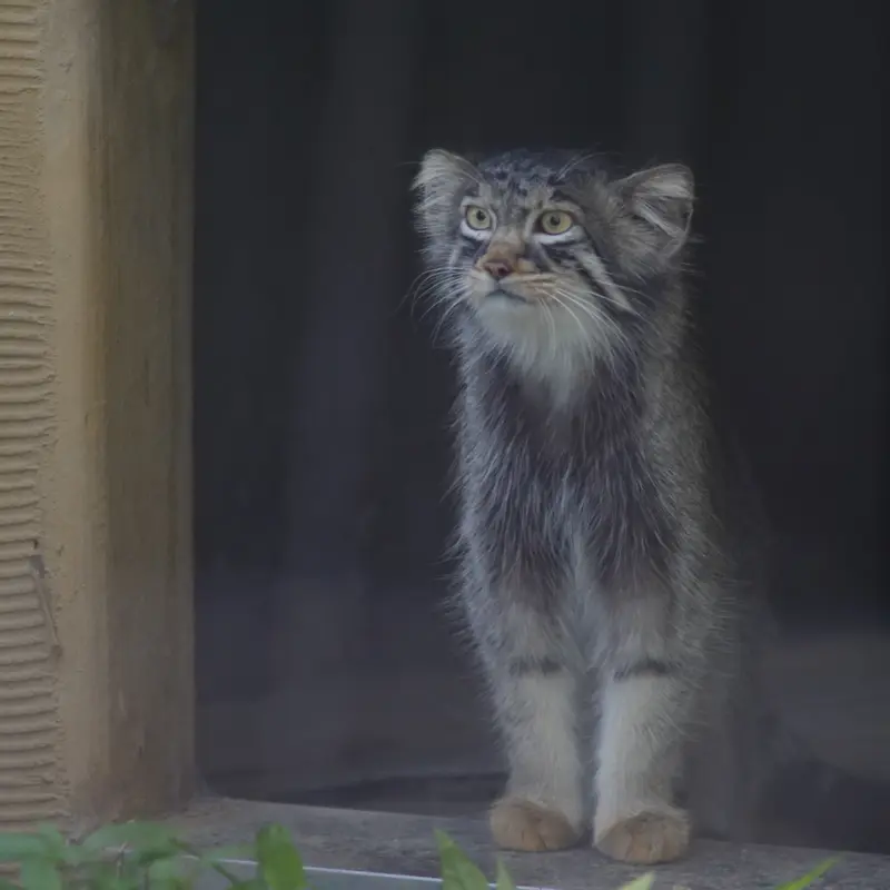 Hide the Pallas's cat from Asahiyama Zoo