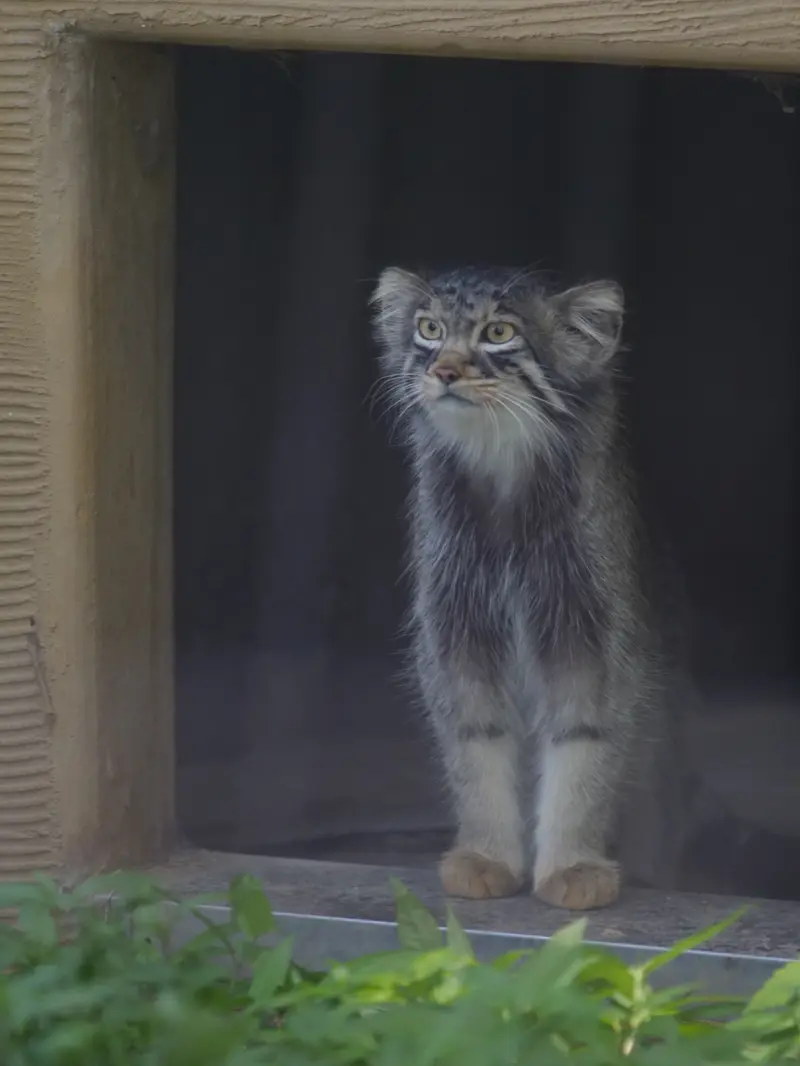 A photograph of Hide in Asahiyama Zoo