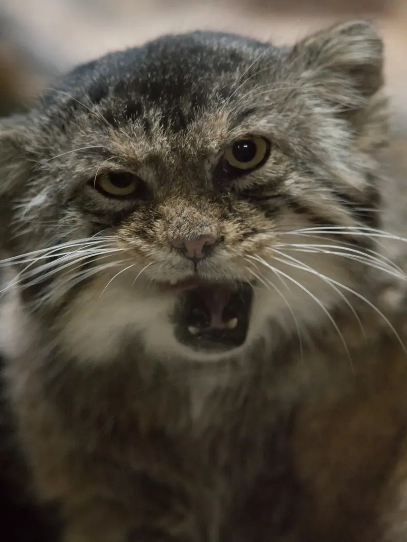 A photograph of Primula in Ueno Zoological Gardens