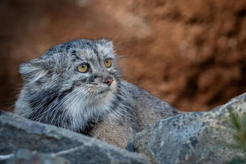 A photograph of a Pallas's cat