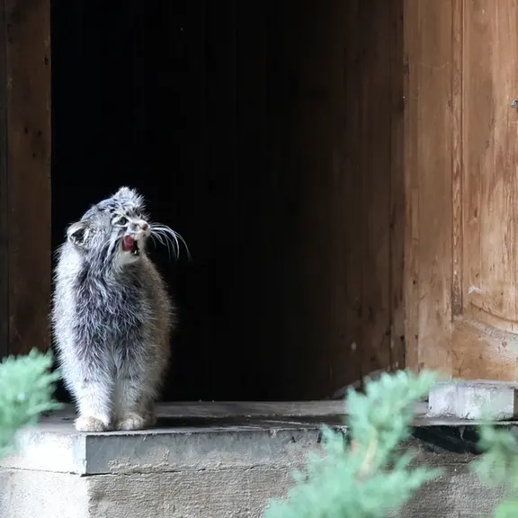 A photograph of a Pallas's cat in Moscow zoo